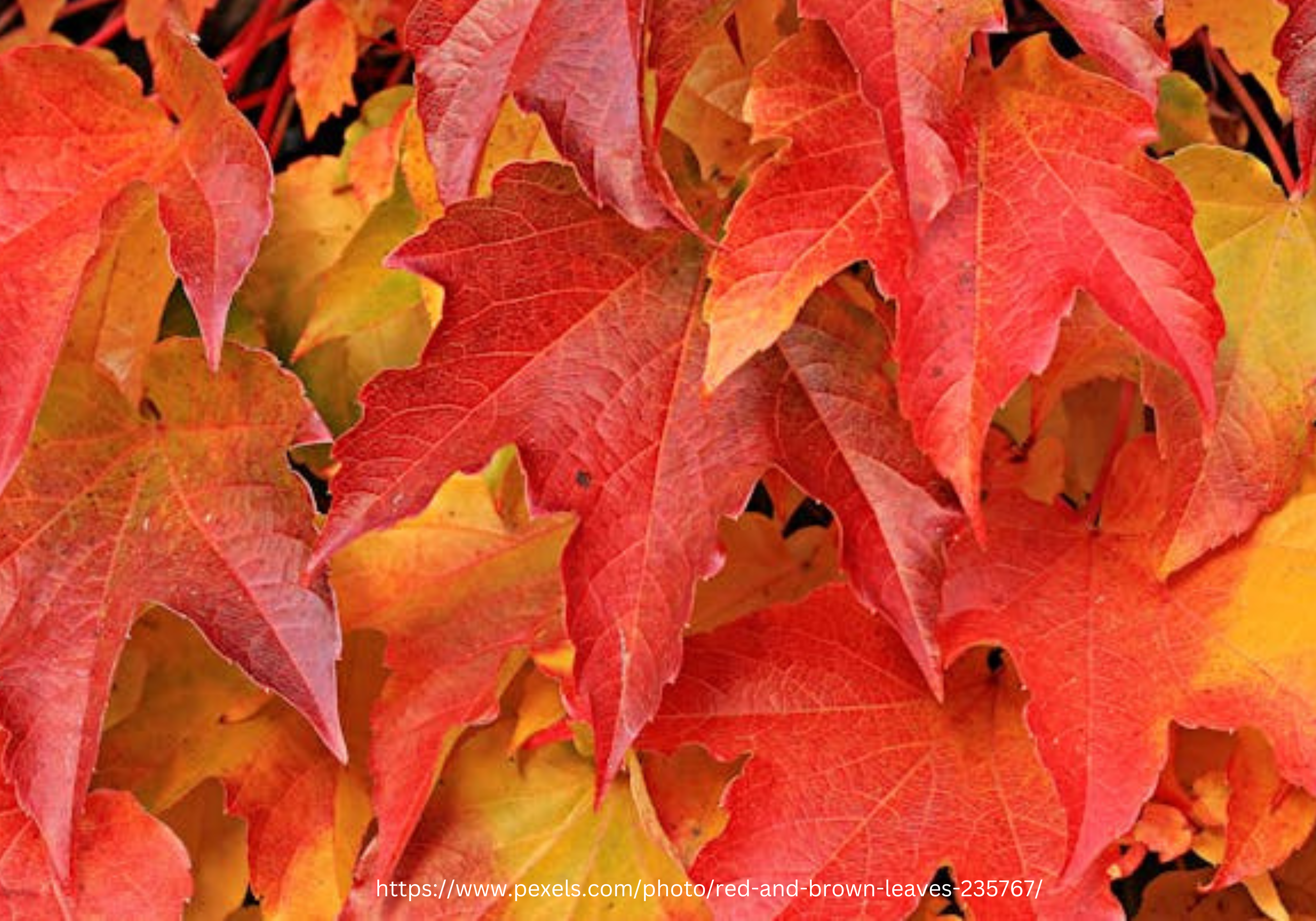 We are sending our best wishes on First Day of Autumn 2025